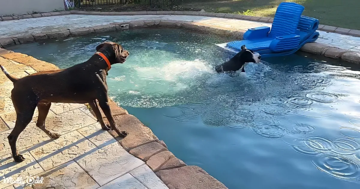 Great Dane and Pointer dog pal