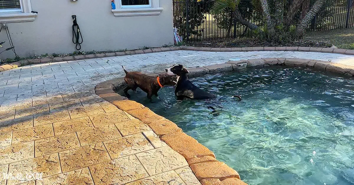 Great Dane and Pointer Dog Pal Share Their Love for Zoomies and Swimming Together