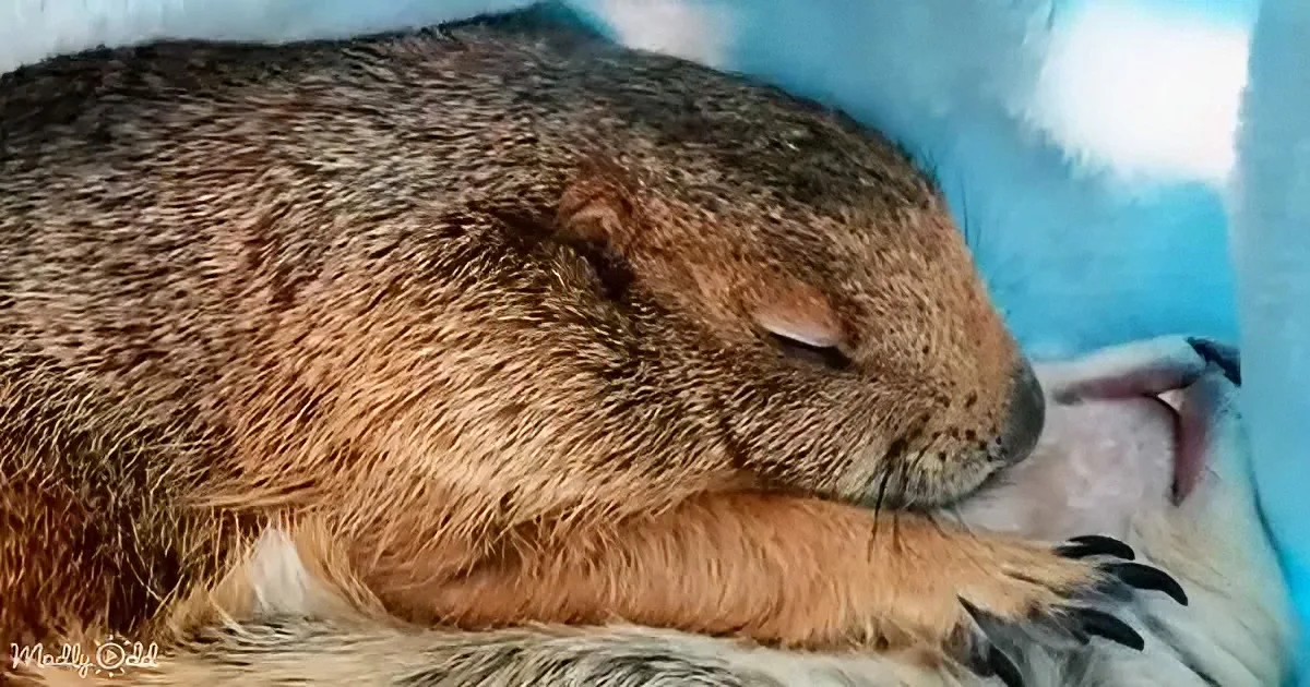 A sleeping groundhog with its eyes closed, nestled in a cozy blue and white environment.