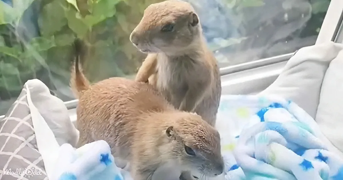 Three prairie dogs are resting on a blanket, with one sitting upright and the others lying down.
