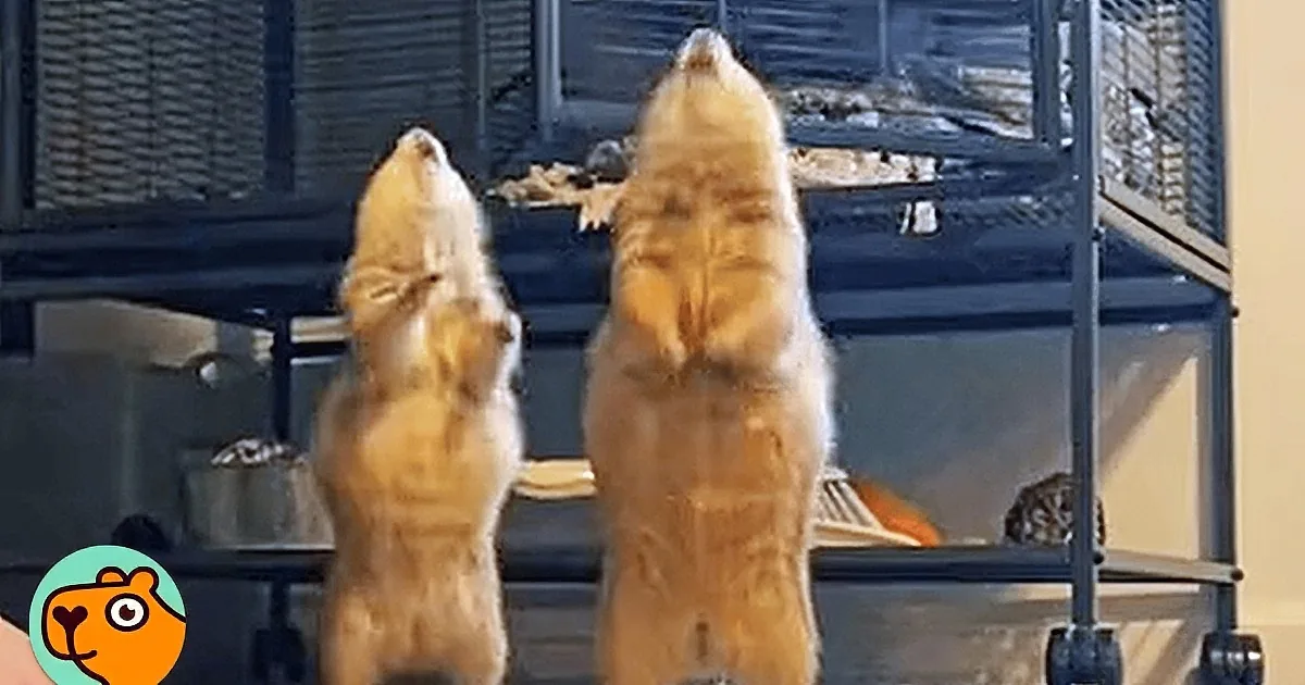 Girl's Laundry Becomes a Haven for Cuddly Prairie Dogs Seeking Affection