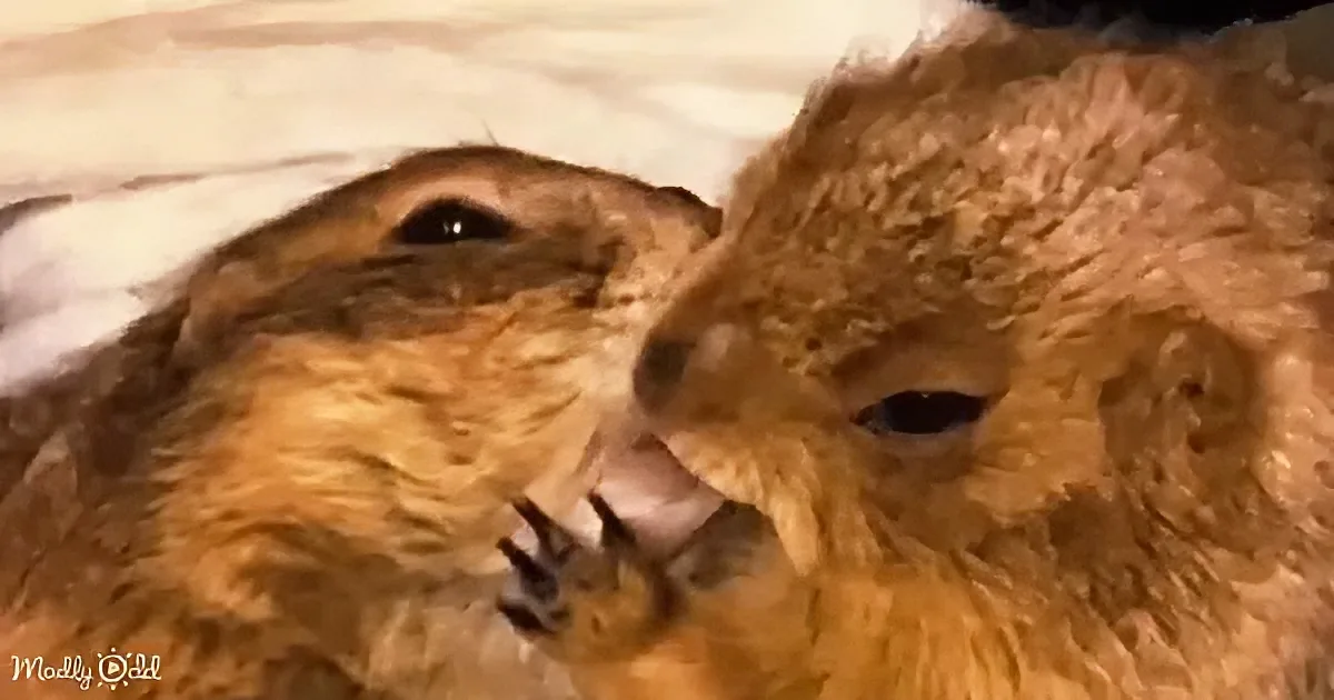 Two prairie dogs are playfully interacting, one nibbling the other's nose.