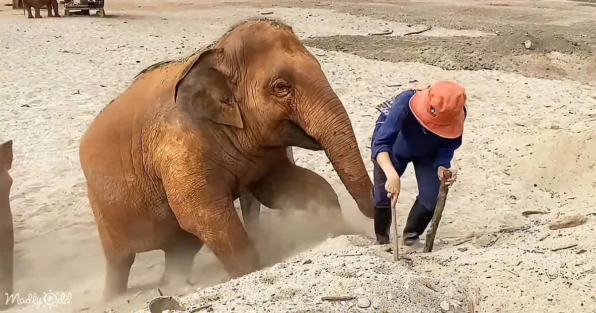An elephant is dust-bathing while a person in a blue shirt and orange hat stands nearby, holding a stick.