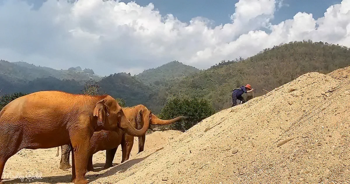 Elephants' Emotional Response to the Disappearance of Their Beloved Human Friend