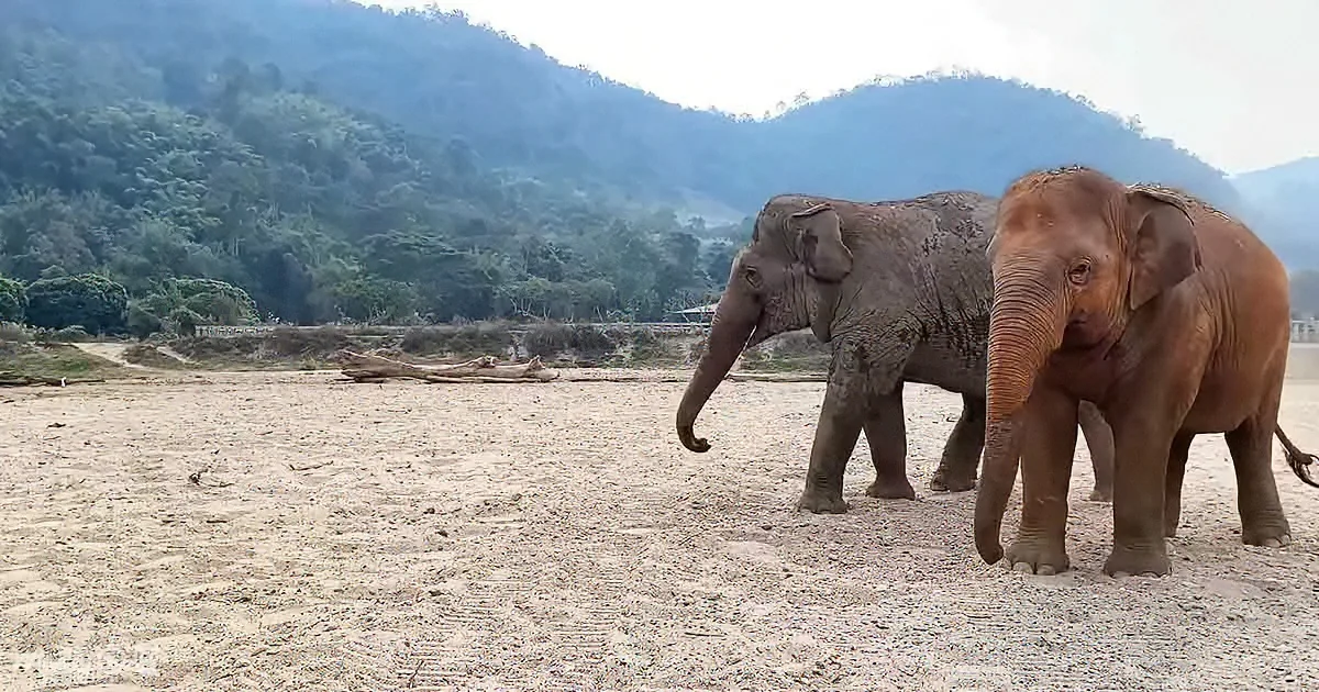 Two elephants walk on sandy ground with a forested hill in the background.