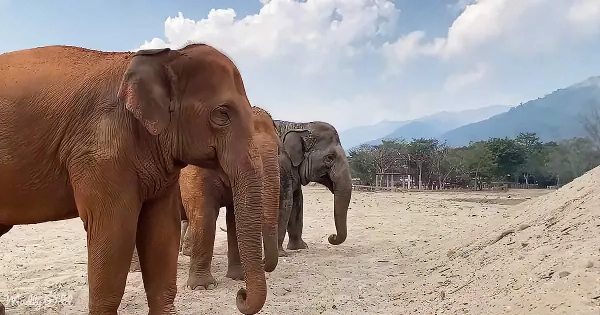Two elephants walk on sandy ground with a mountain and trees in the background.