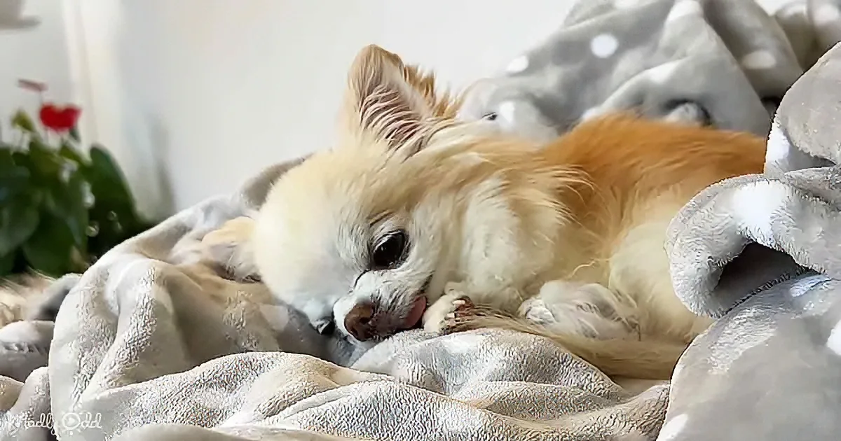 A fluffy Chihuahua rests on a cozy blanket, tongue out, looking relaxed and content.