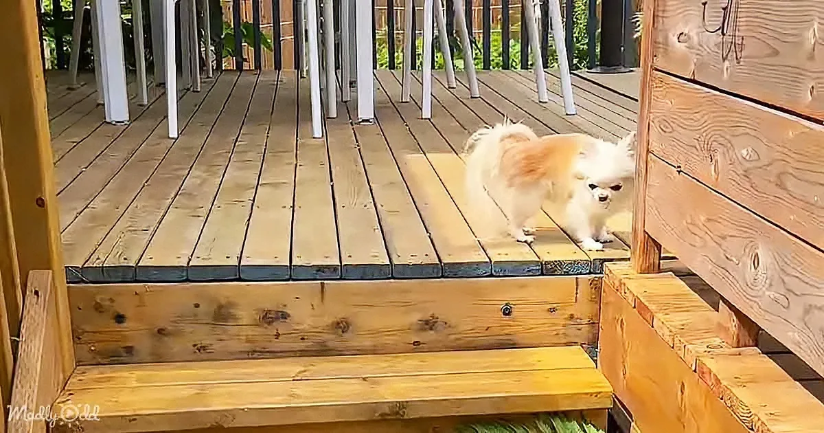 A fluffy white dog with orange patches stands on a wooden deck, looking down at the stairs.