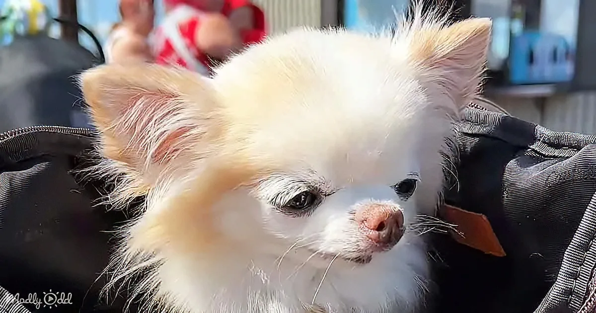 A Peek Into the Life of a Tiny Chihuahua Named Cedric