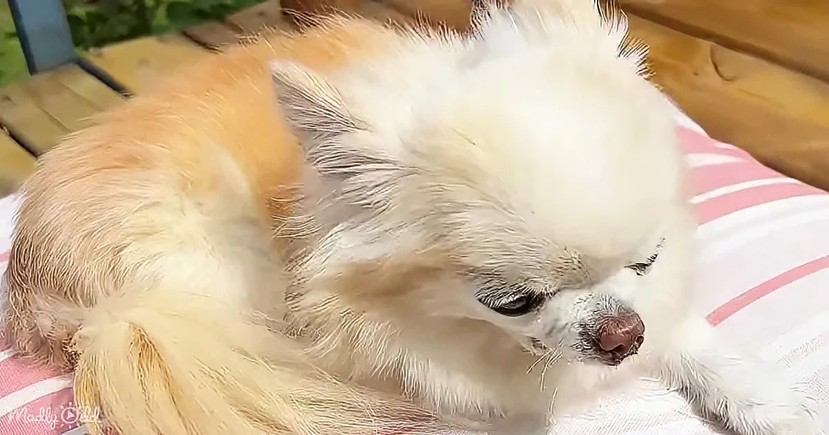 A fluffy white and light brown dog is resting on a pink and white striped blanket, looking serene.