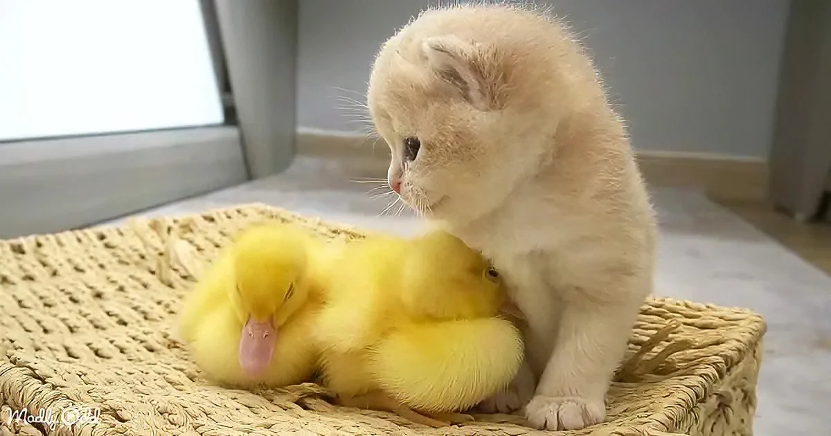 Ducklings and baby kitten