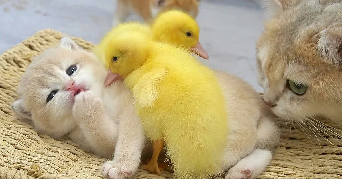 Ducklings and Baby Kitten Bond, Nap, and Jump Together in Harmony