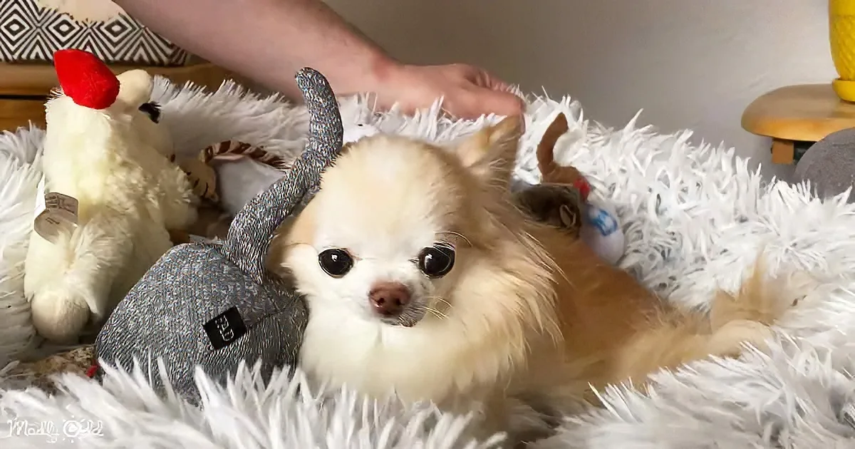 Cedric the Chihuahua