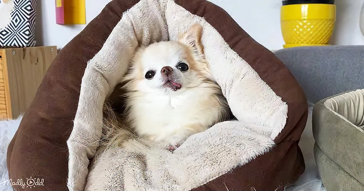 Cedric the Chihuahua