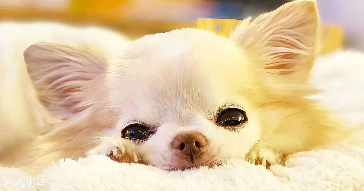 A fluffy white dog with large, expressive eyes rests on a soft, white blanket.