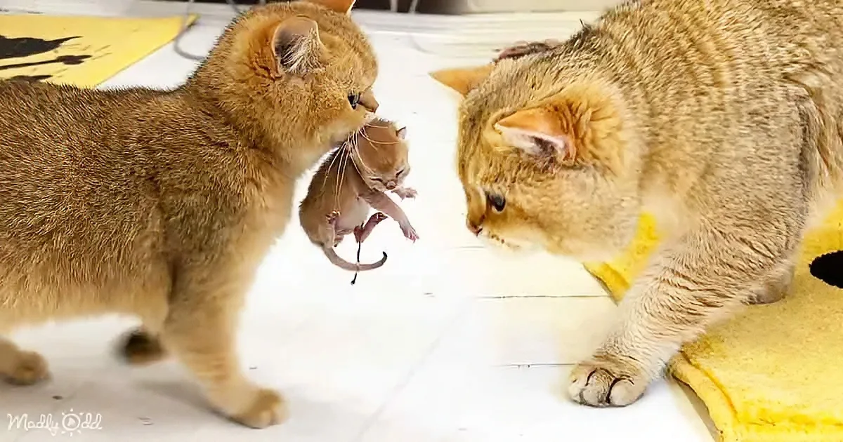 Loving Mother Cat Carries Kitten to Dad for Some Shared Parenting Duties