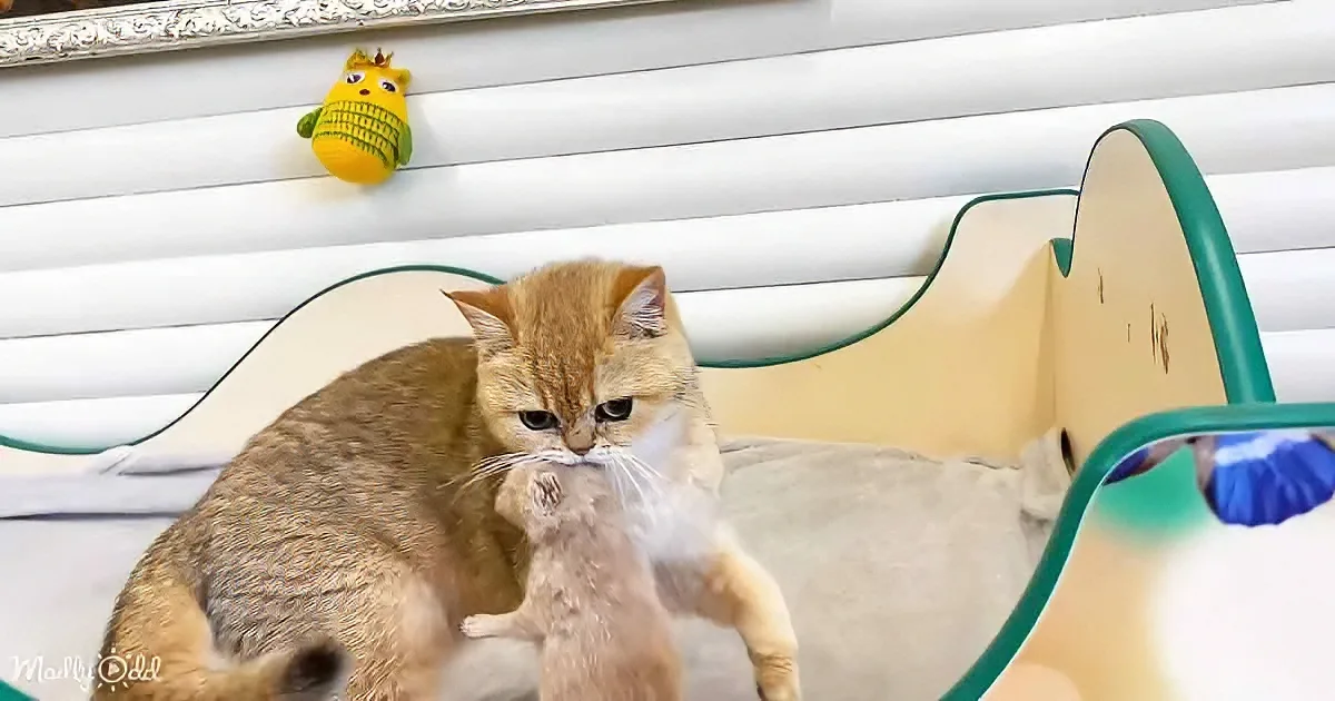 A light brown cat playfully interacts with a smaller, light-colored kitten on a cat tree.