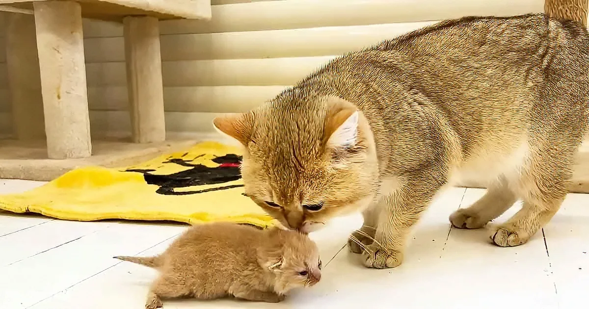 A mother cat gently nuzzles her small kitten on a white floor near a yellow blanket.