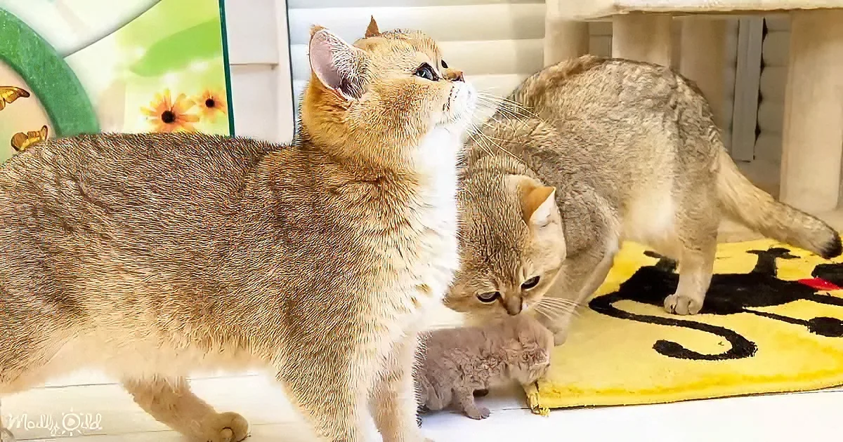 Two cats and a kitten on a yellow rug, one cat looking up, another looking down.