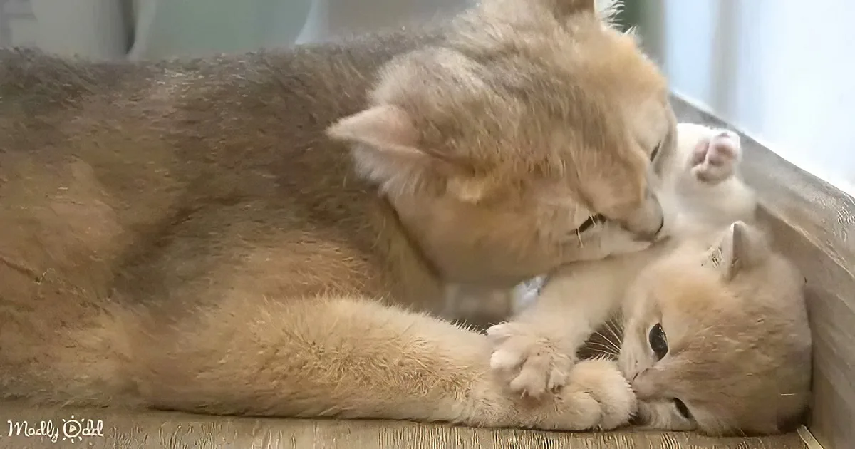 Mother cat and kitten