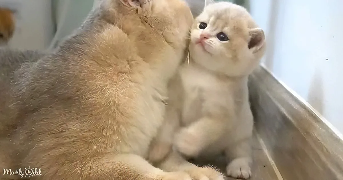 Mother cat and kitten