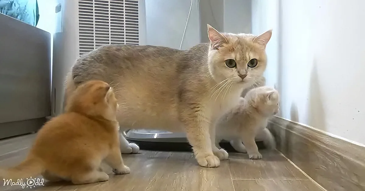 Mother cat and kitten