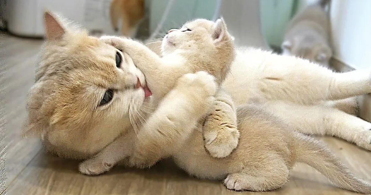 The Unbreakable Bond Between a Mother Cat and Her Kitten