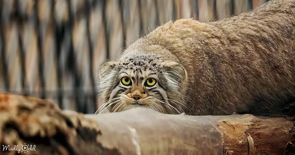 A fluffy, curious manul cat with striking yellow eyes peers over a log, set against a blurred wooden backdrop.