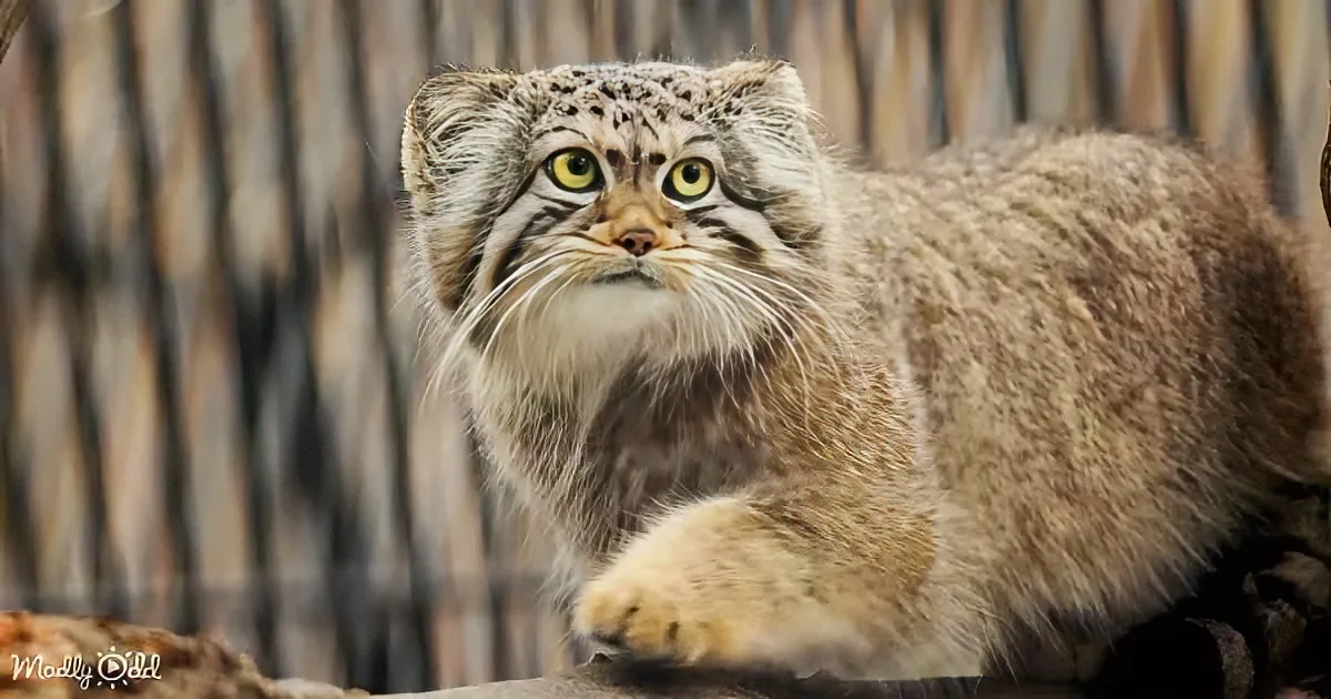 A fluffy, light brown cat with large green eyes and tufted ears sits alertly on a surface.