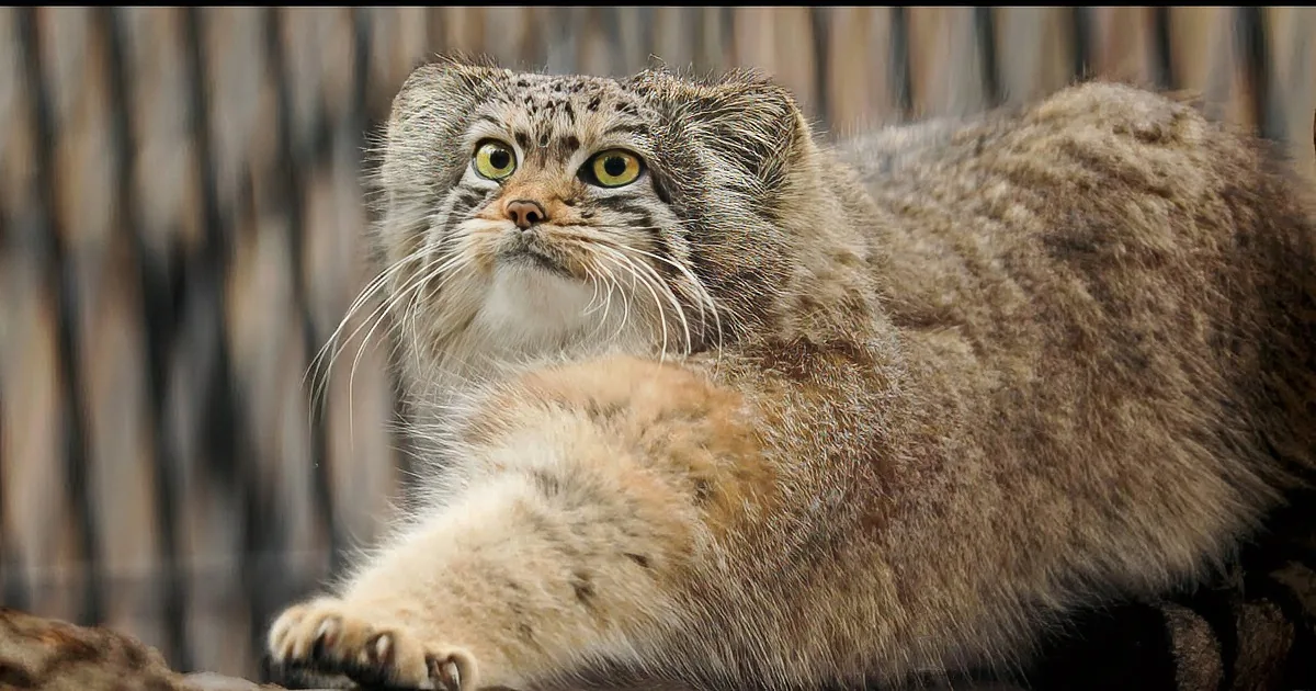 Meet Eve, the Stunning Pallas's Cat Capturing Hearts Everywhere