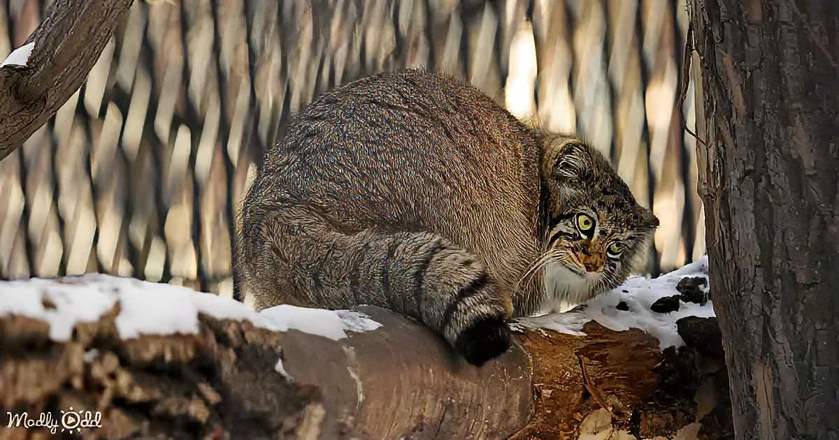 A wild cat with striking yellow eyes and striped fur is crouched on a snowy log in a forest setting.
