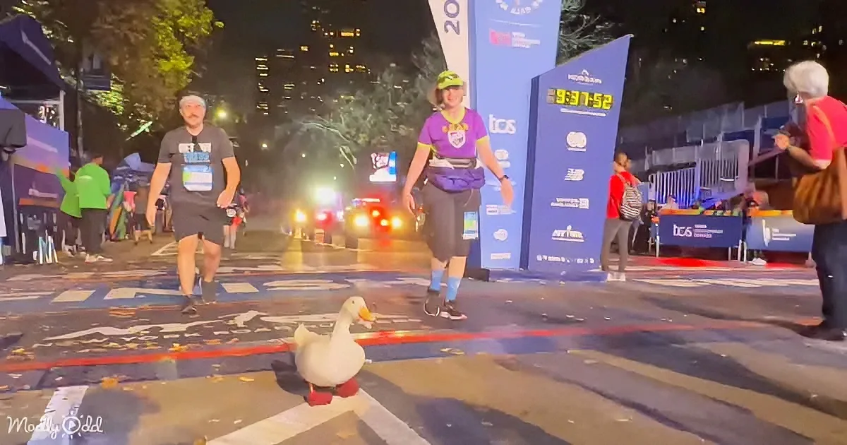 A duck stands on the finish line of a marathon, surrounded by runners and spectators.
