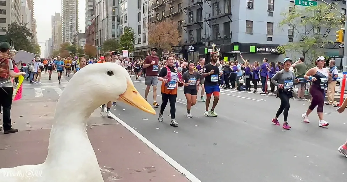 A large white duck stands prominently in the foreground as a group of runners, including a woman in a gray top and pink...