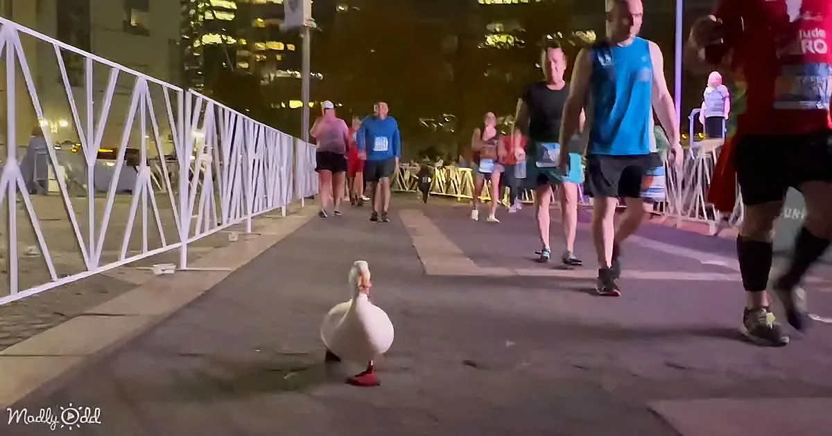 A white duck stands on a sidewalk, surrounded by people walking in a nighttime urban setting.