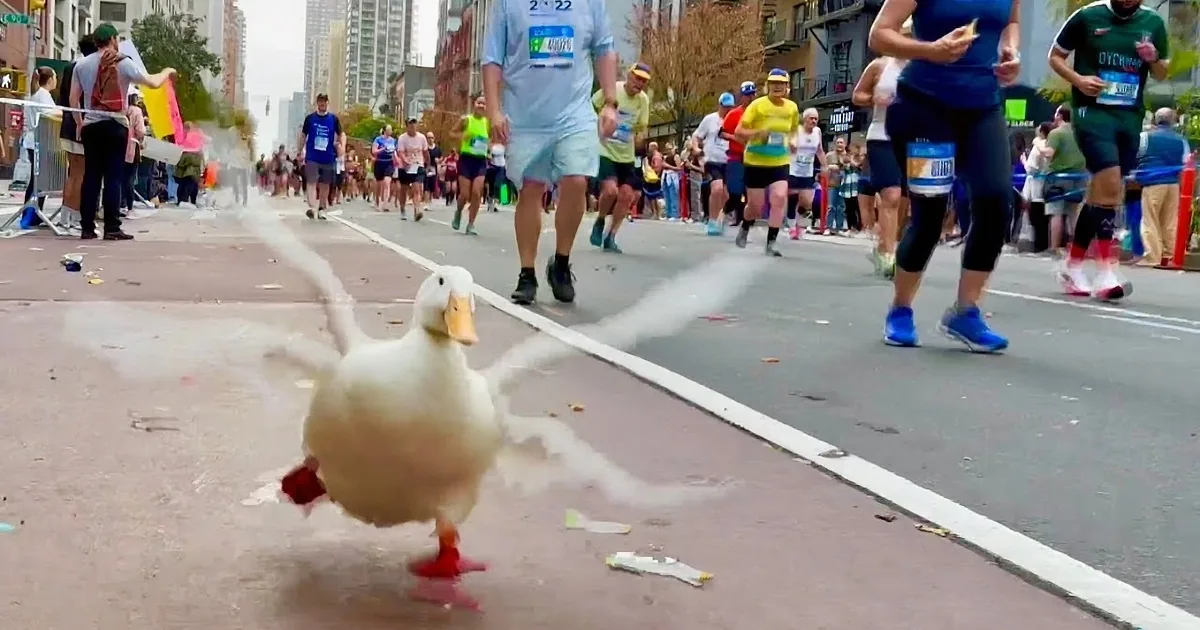 'Duck's Daring Dash: Waddling Wonder Wins Marathon Medal and Hearts'