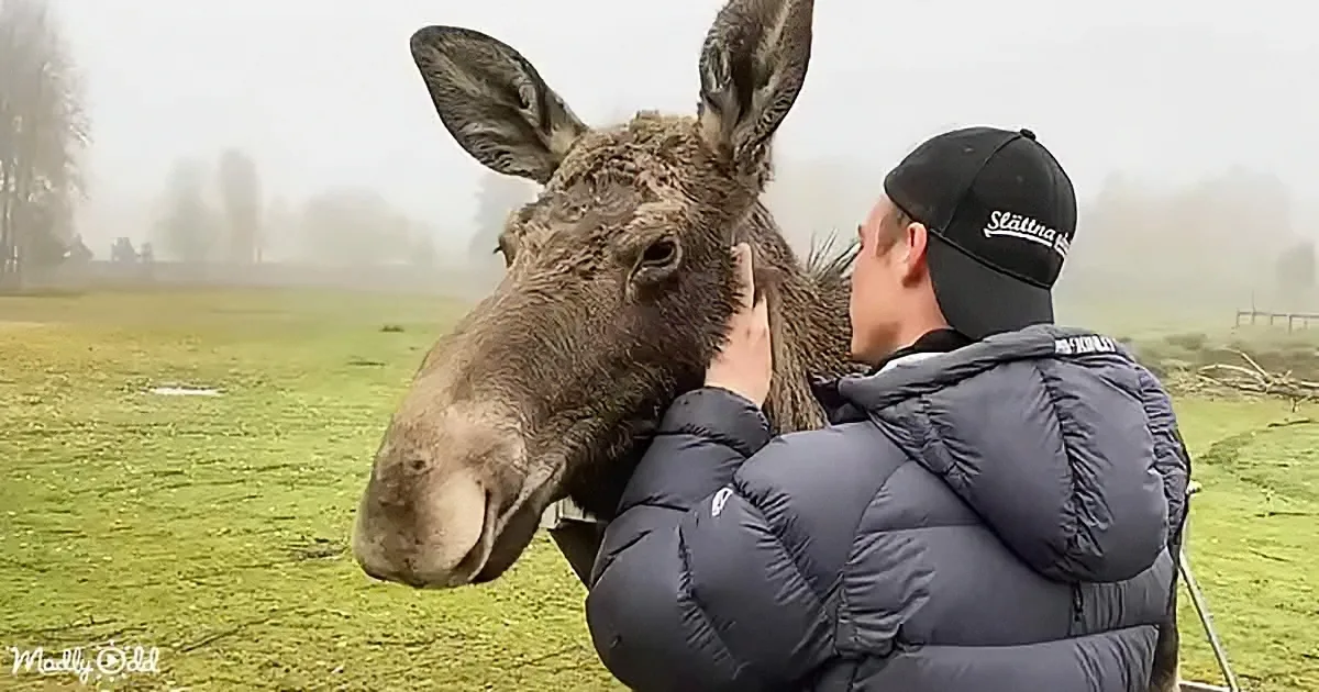 A man in a black jacket and cap hugs a large moose in a foggy field.