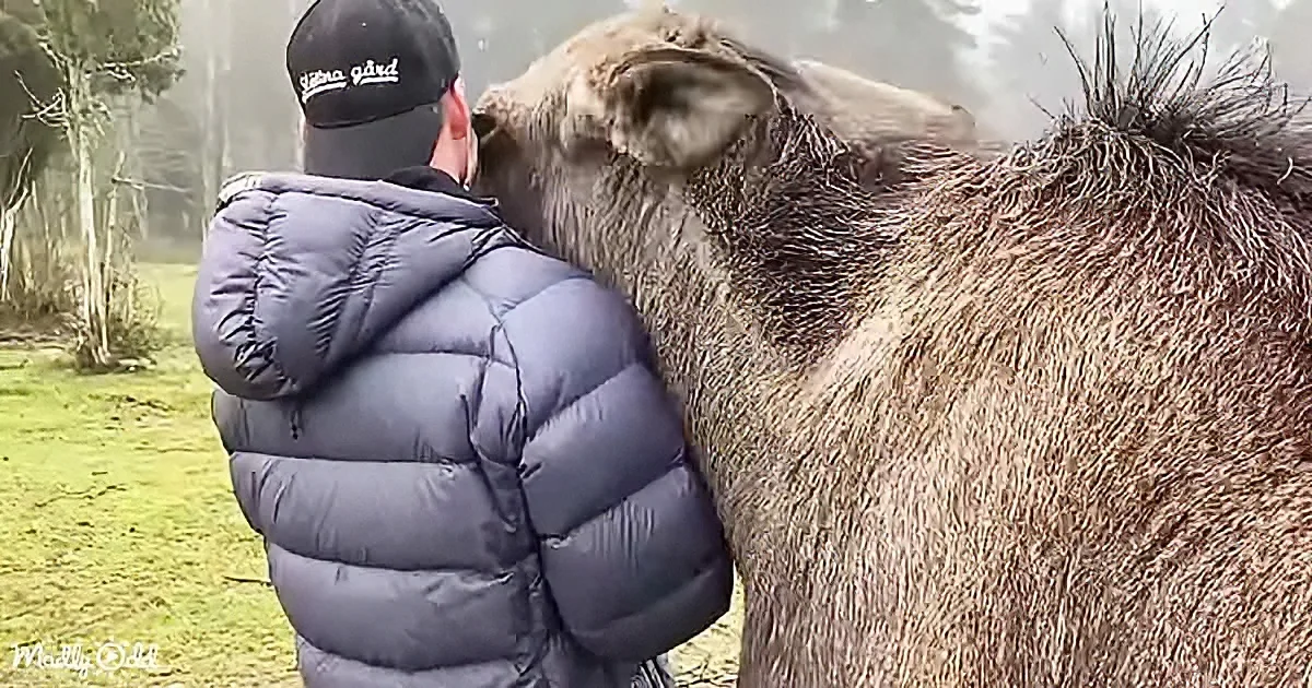 A man in a puffer jacket pets a large, wet moose in a grassy, foggy area.