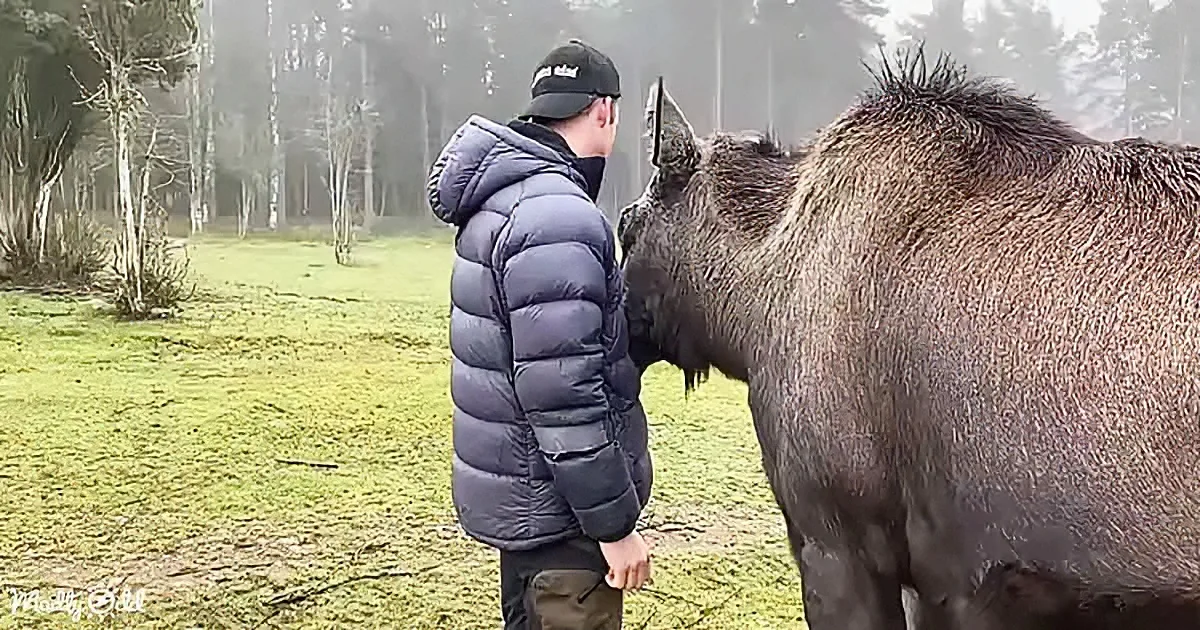 A man in a puffer jacket stands close to a large, wet moose in a grassy field with trees in the background.