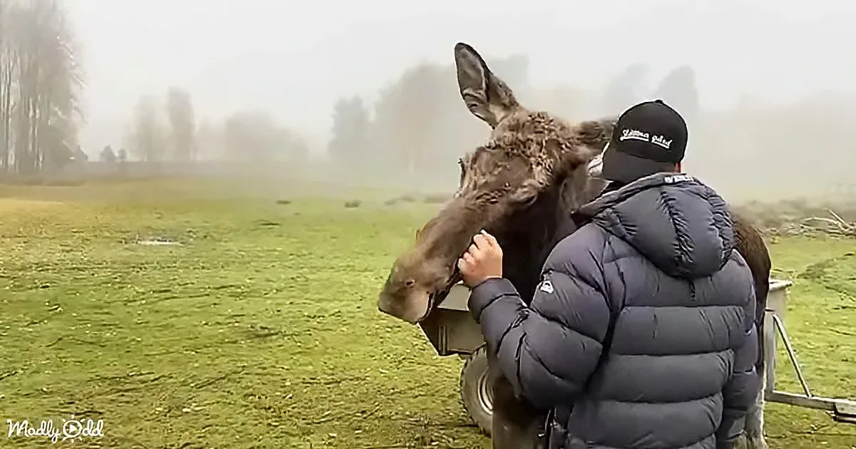 A person in a black jacket and cap pets a moose in a foggy, grassy field.