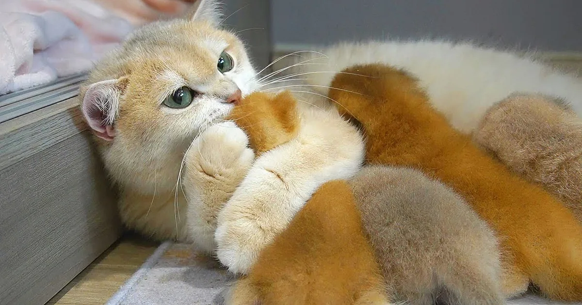 Mama Cat's Tender Hug With Baby Kitten Captures Hearts With Pure Love