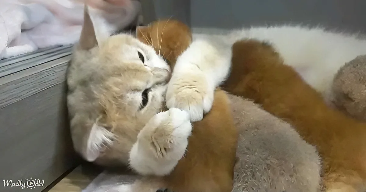 Mama cat and kittens