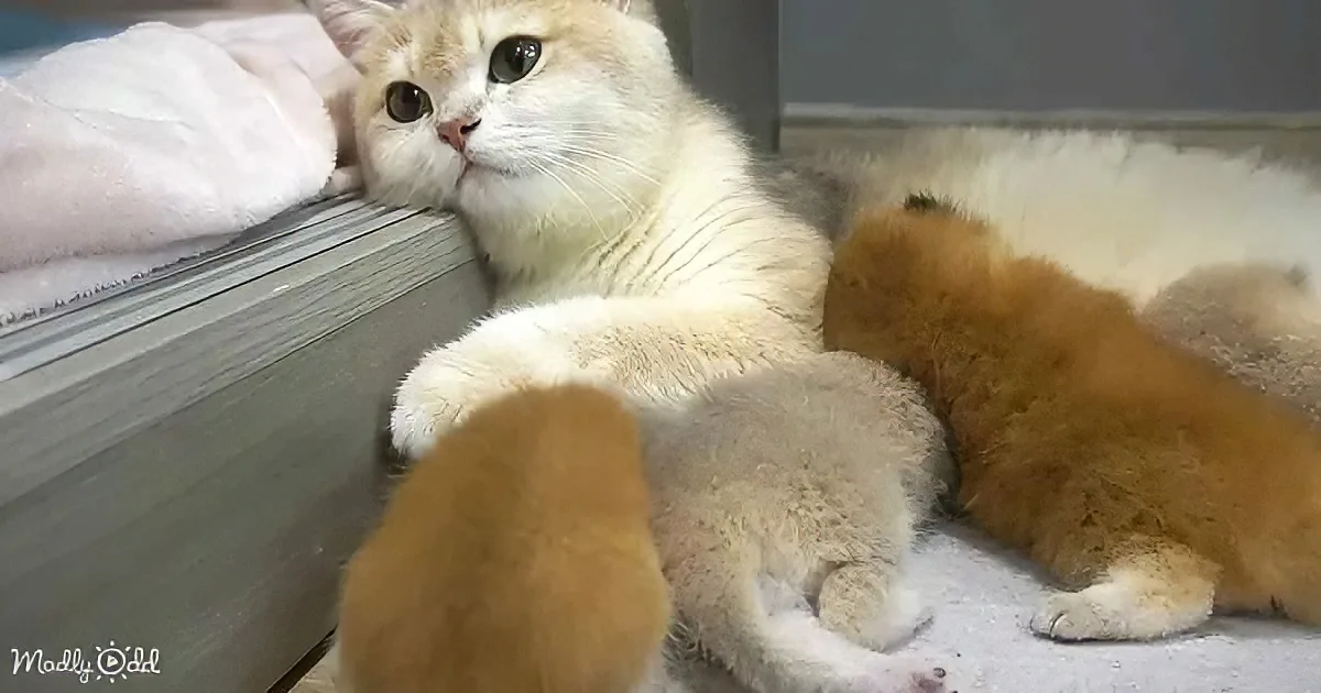 Mama cat and kittens