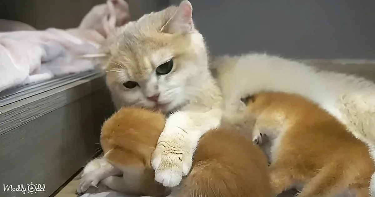Mama cat and kittens