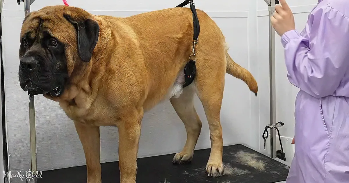 A large, muscular dog with a black harness stands on a grooming table, while a person in a purple coat adjusts something...