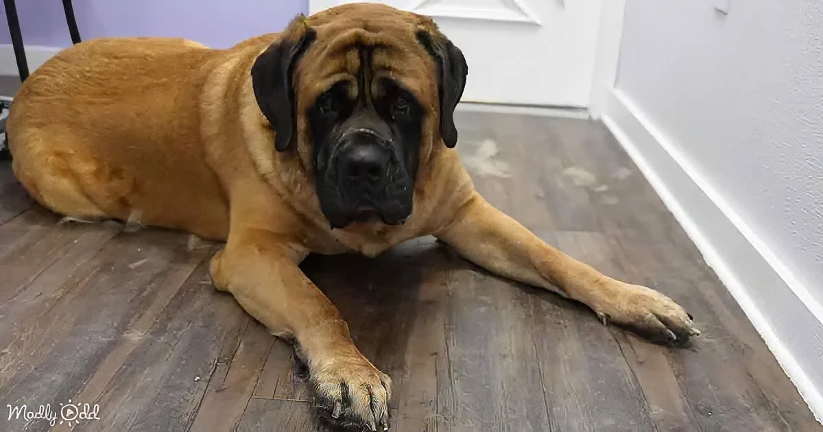 A large, muscular dog with a tan coat and black face rests on a wooden floor, looking directly at the camera.