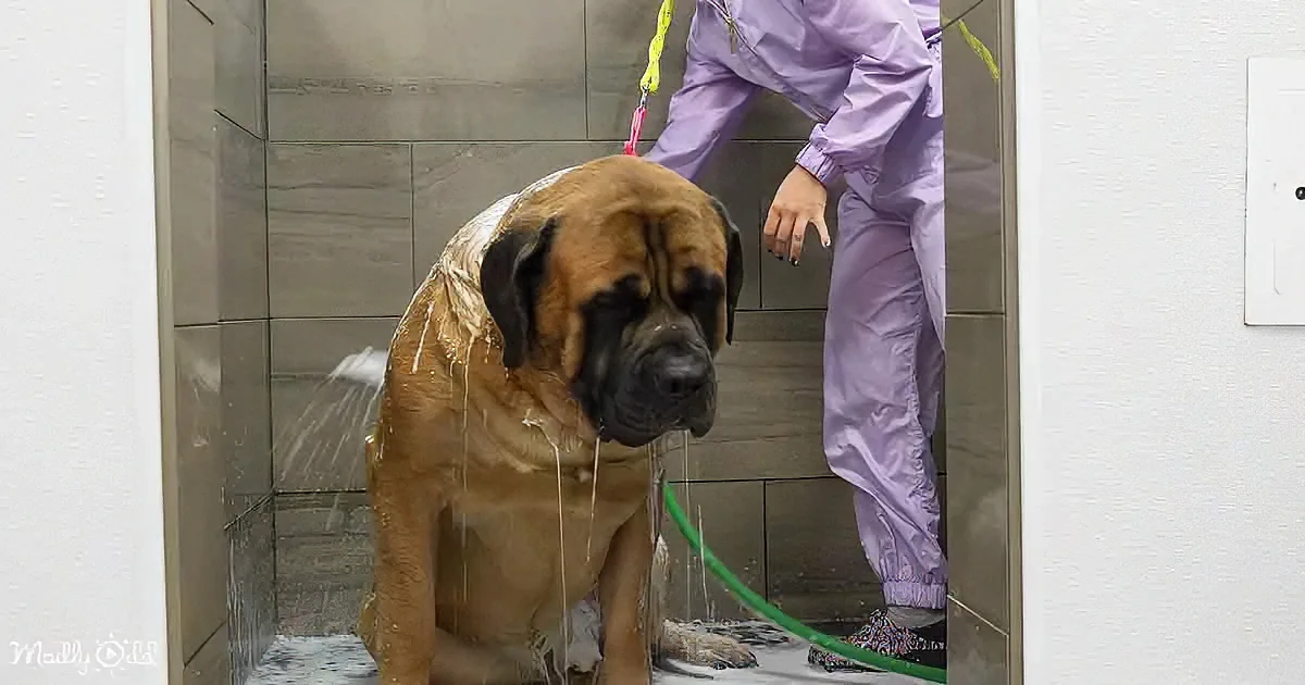 A wet, large brown dog stands in a shower, water cascading down its fur.
