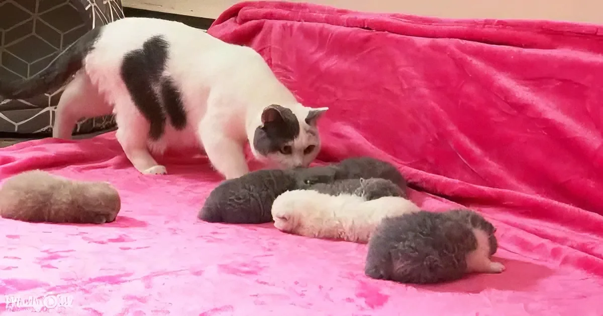 British Shorthair Kittens