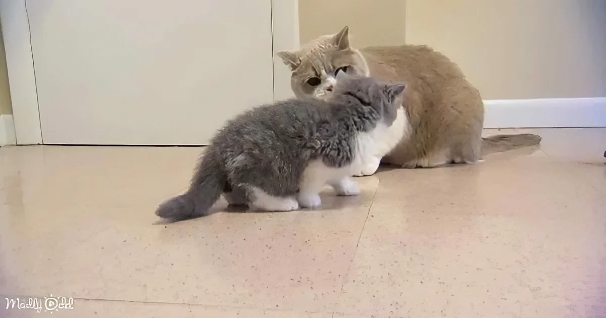 British Shorthair Kittens