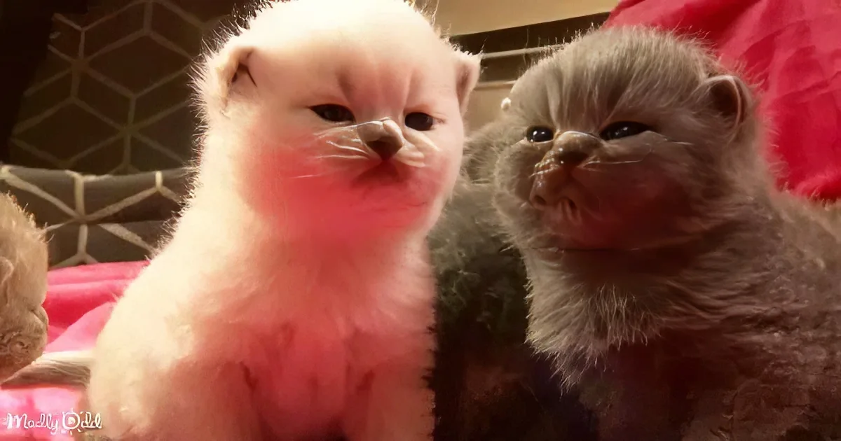British Shorthair Kittens