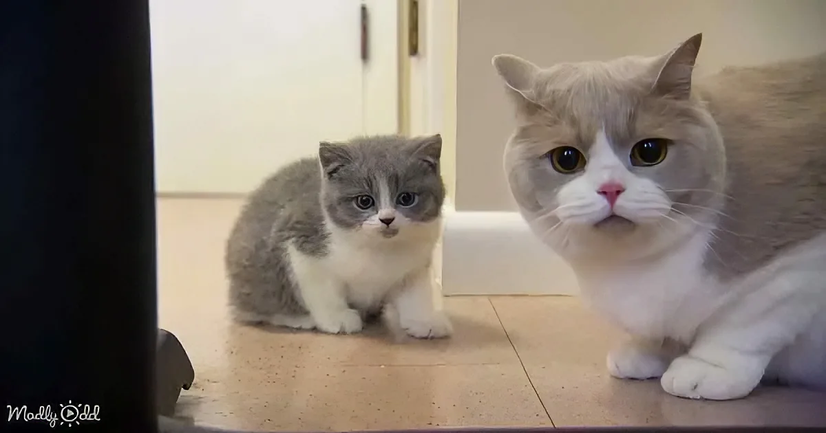 British Shorthair Expertly Trains Kittens in Workplace Skills